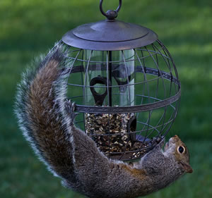 squirrel on feeder