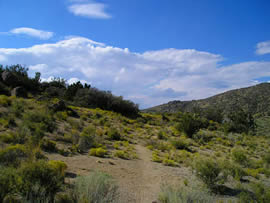 sandia trail