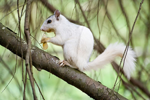 white squirrel eating