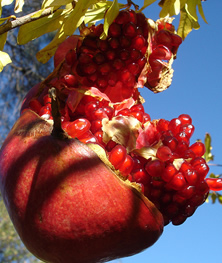 pomegranate on tree