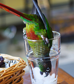 parrot in glass