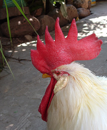 ajijic rooster