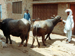 cowsinlahore