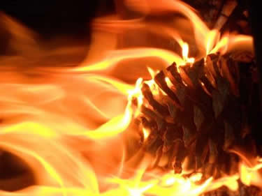 burning pinecone