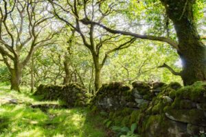 Moss Covered Stone Wall