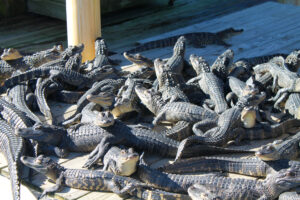 pile of crocs