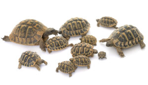 group of turtles