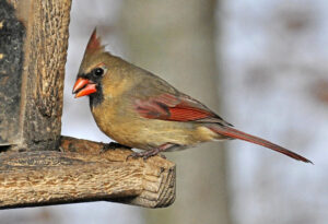 female Cardinal bird