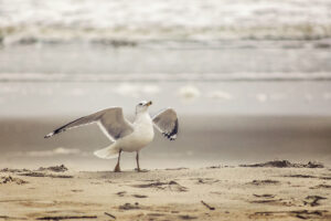 Seagull spreading wings on the beach