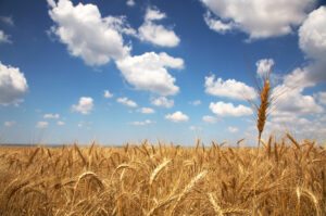 mellow field of wheat